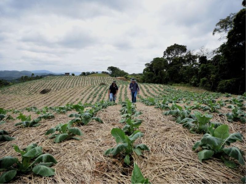 Epagri celebra 33 anos promovendo sustentabilidade e inovação