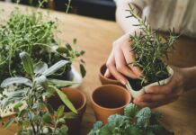 Projeto de “relógio biológico” é realizado em Caçador