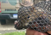 Esquilo é resgatado em loja no centro de Joaçaba