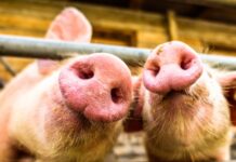 Santa Catarina exporta 68 mil toneladas de carne suína em outubro