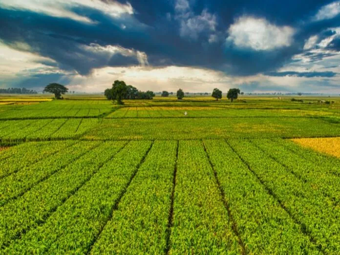 Terra de devedores da União será usada para reforma agrária e assentamentos