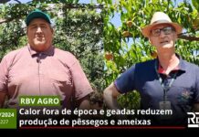 RBV Agro 227: Calor fora de época e geadas reduzem produção de pêssegos e ameixas
