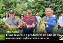 RBV Agro 228: Clima favorece e produtores de alho de SC comemoram safra cheia esse ano