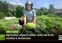 RBV Agro 231: Agricultor espera colher mais de 4 mil melões e melancias