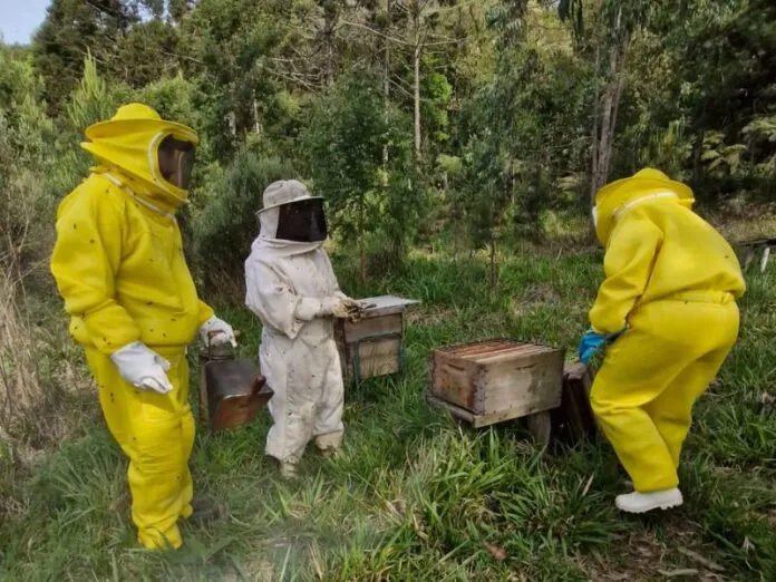 Monitoramento de carbono deverá elevar apicultura a novo patamar