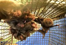 Rio Grande do Sul registra 72 focos de raiva herbívora