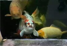 Peixe com “rosto humano” chama atenção