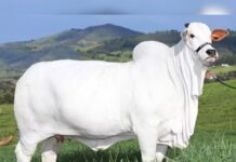 Carina, a vaca mais cara do mundo, é brasileira