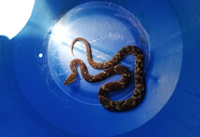 Jararaca é encontrada em pátio de empresa em Caçador
