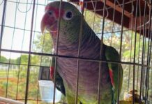 Tutora do papagaio Billi é absolvida pela Justiça e seguirá com seu amigo