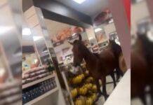 Cavalos invadem padaria e tentam ‘roubar’ panetones em SC