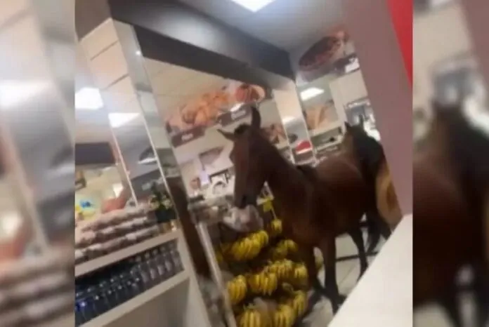 Cavalos invadem padaria e tentam 'roubar' panetones em SC