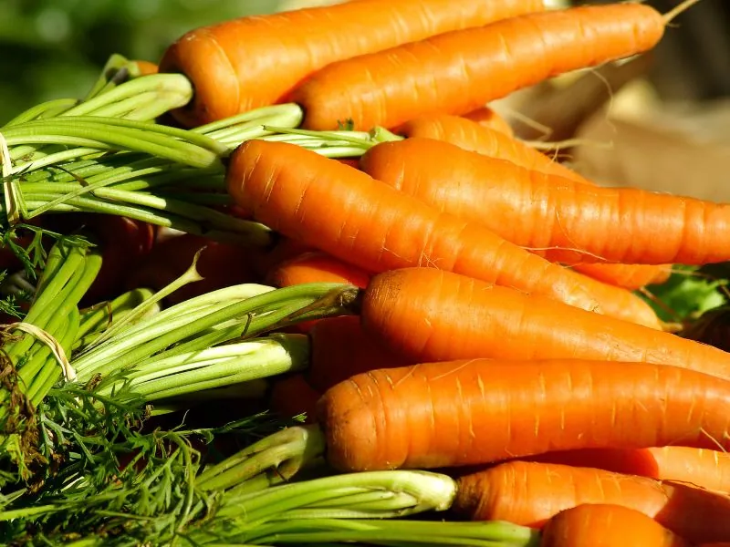 Quais frutas, legumes e verduras plantar em dezembro?