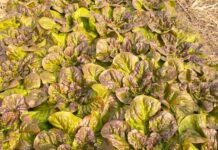 Epagri desenvolve alface Gisele para cultivo orgânico