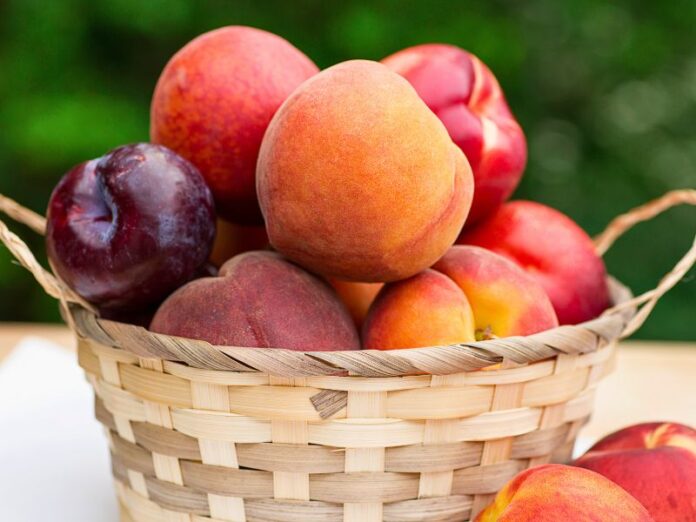 Produção de frutas de caroço e os desafios do clima