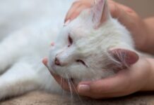 Casos de envenenamento de gatos preocupam em Videira