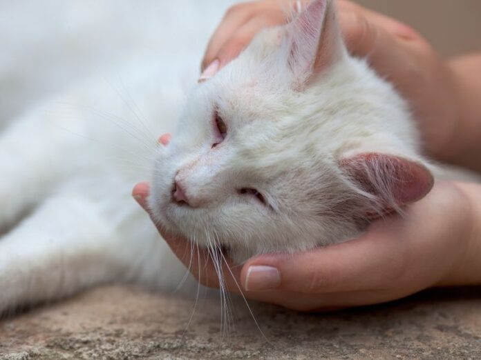 Casos de envenenamento de gatos preocupam em Videira