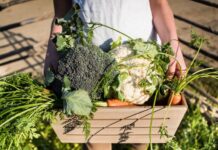 Quais frutas, legumes e verduras plantar em dezembro?