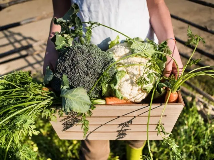 Quais frutas, legumes e verduras plantar em dezembro?