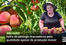 RBV Agro 232: Safra do pêssego impressiona pela qualidade apesar de produção menor