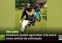 RBV Agro 233: Jovem agricultor cria touro como animal de estimação