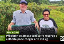 RBV Agro 234: Produtor de amora tem safra recorde e colheita pode chegar a 10 mil kg