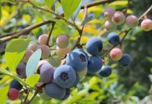 Conheça o Mirtilo: pequeno em tamanho e grande no sabor