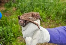 Morcegos: Aliados do meio ambiente e da agricultura