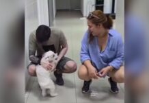 Cão com catarata volta a enxergar em SC e emociona ao encontrar tutores