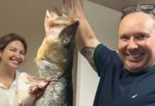 Robalo de 20 kg fisgado em SC é arrematado por R$1,2 mil