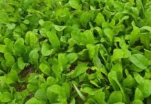 Epagri desenvolve rúcula SCS382 Simone para cultivo orgânico