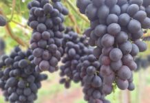 Propriedade no Meio-Oeste catarinense se destaca com produção sustentável de uvas