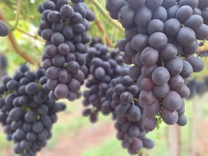 Propriedade no Meio-Oeste catarinense se destaca com produção sustentável de uvas 