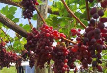 Evento da Epagri em Videira apresenta tecnologias e inovações na uva de mesa