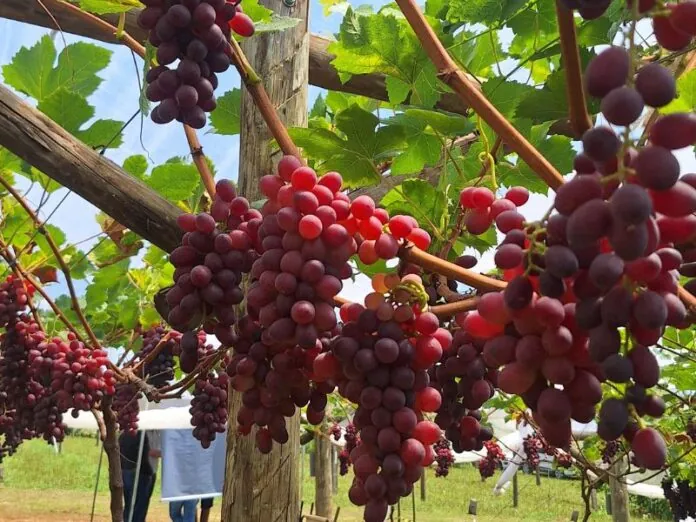 Evento da Epagri em Videira apresenta tecnologias e inovações na uva de mesa