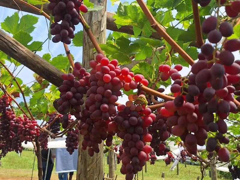 Onda de calor preocupa produtores na etapa final da colheita da uva