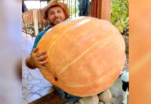 Abóbora de 76 quilos é colhida no Meio-Oeste