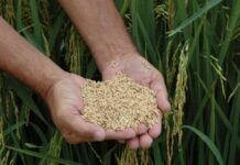 Santa Catarina abre a colheita de arroz nesta sexta-feira