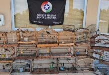 Aves silvestres são resgatadas de cativeiro em Lages