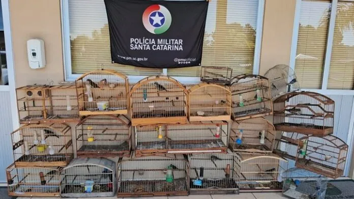 Aves silvestres são resgatadas de cativeiro em Lages