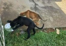 Cães são resgatados após tutores viajarem e os abandonarem sem água e comida