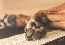 Homem é preso após esfaquear e matar cachorro