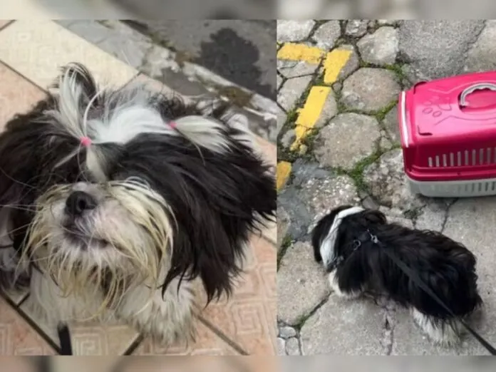 Cão é resgatado após ficar 3 horas dentro de carro fechado