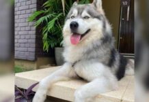 Polícia resgata cão após cuidadora não querer devolvê-lo à tutora