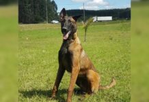 Morre K9-Colt, cão policial da Polícia Civil de SC