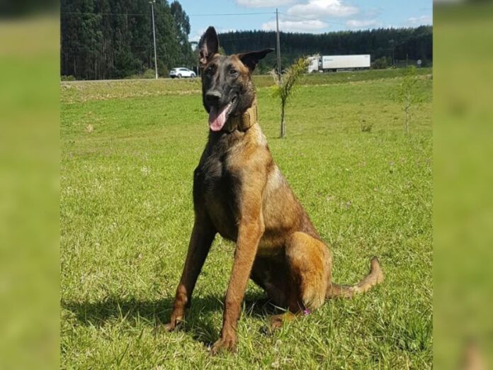 Morre K9-Colt, cão policial da Polícia Civil de SC