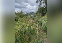 SC-350 está bloqueada por queda de árvore entre Caçador e Taquara Verde