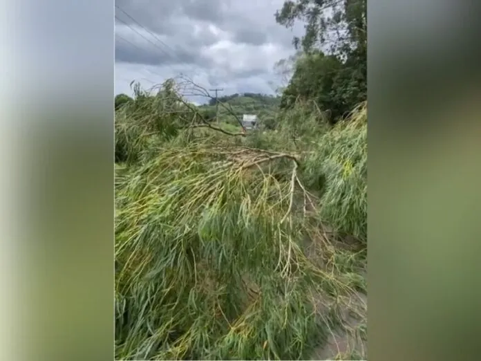 SC-350 está bloqueada por queda de árvore entre Caçador e Taquara Verde