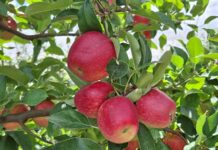 RBV Agro 237: Maçã Lorenzo, colheita precoce e resistência à mancha