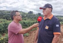 Produção de tomate sofre com chuva e ventos em Caçador